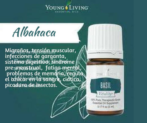 Oli Essenziali YOUNG LIVING - Basilico (Basil) - 15ml - 33266