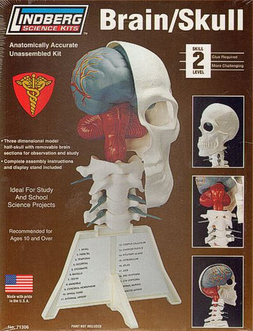 Half Skull with removable brain!  - Lindberg - LI71306