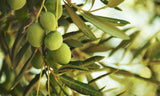 Olio extravergine d'oliva - Parco Nazionale del Cilento - Tanica 5lt